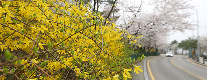 140408_korea_spring_1.jpg