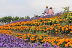 美國(guó)賞花的最佳時(shí)間