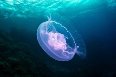 海島旅游警惕海蜇蜇傷