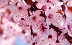 櫻你而美 2016年美國華盛頓櫻花節(jié)旅游全攻略